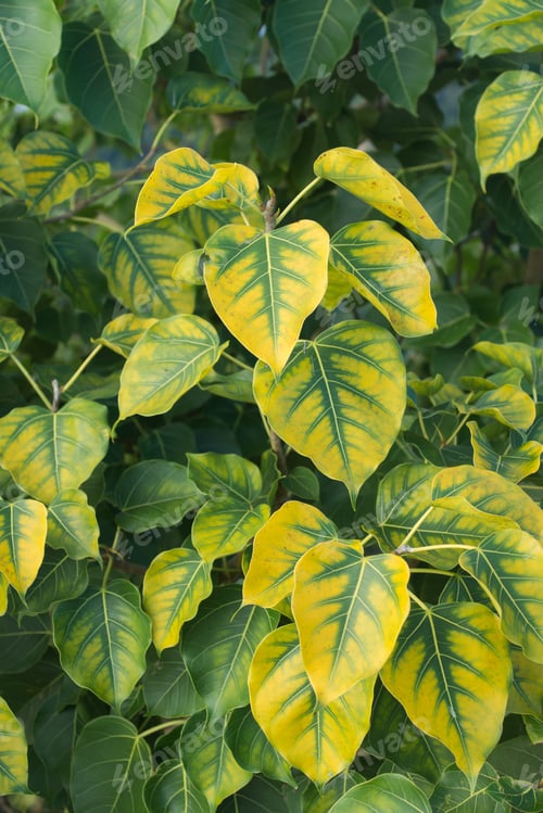 Preview: Bodhi Leaves Yellow And Green.