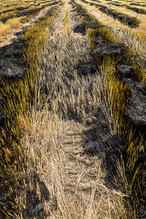 Preview: Burning Rice Straw In The Growing Season.