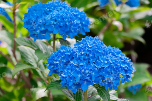 Preview: Hydrangea In Early Summer