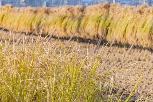 Preview: Landscape With Rice Straw