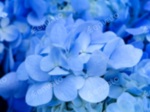 Preview: Blur Image Of Blue Hydrangea Flower.