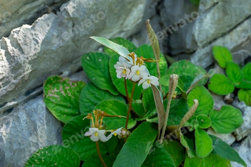 Preview: Paraboea Multiflora Flowers On Limestone Mountains