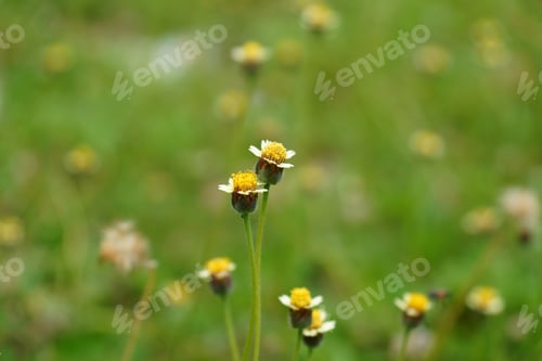Preview: Mexican Daisy (Tridax Procumbens L.)