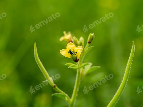 Preview: Close Up Of Yellow Asian Spider Flower (Cleome Viscosa Plant) With Green Blur Background.