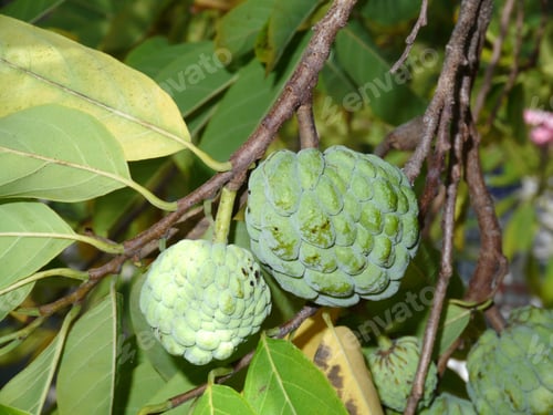 Preview: Sugar Apple Or Custard Apple On A Tree.