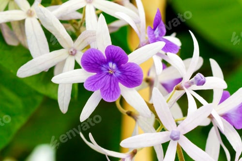 Preview: Purple Wreath, Sanpaper Vine Flower.