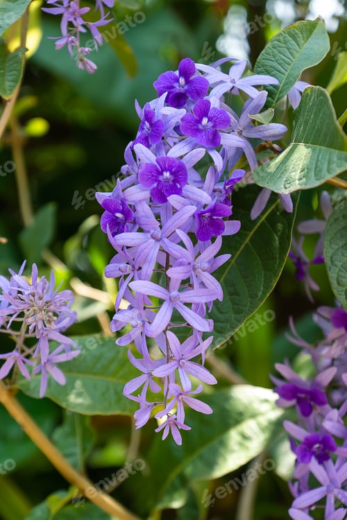 Preview: Close Up Of Purple Wreath Or Sandpaper Vine Flower Background. (Petrea Volubilis)