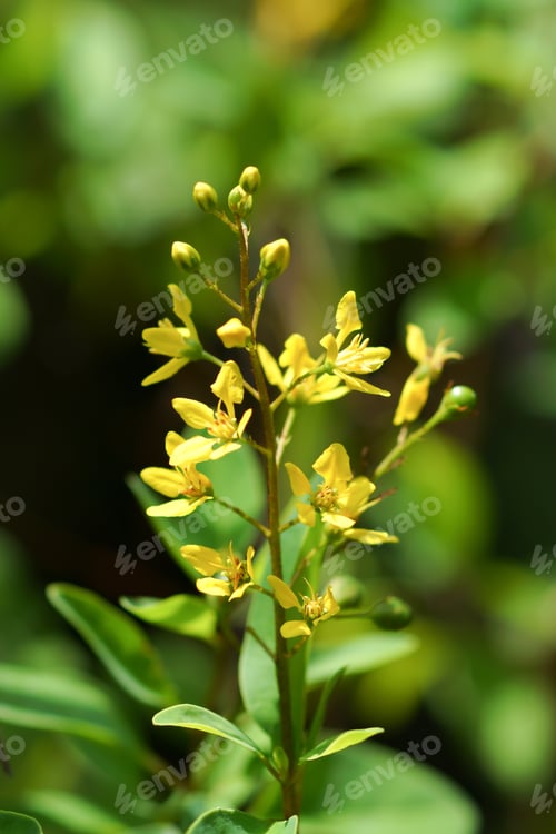 Preview: Yellow Flowers Of Thryallis Glauca