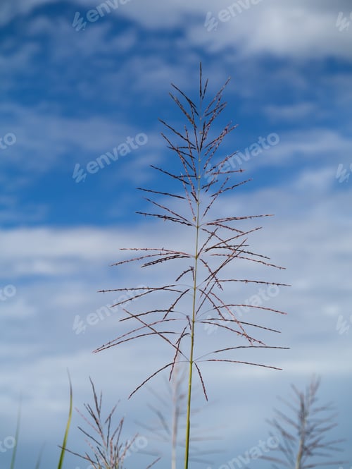 Preview: Flower Grass In Summer With Sky Background.