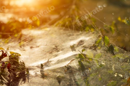 Preview: Macro Of Spider Web On Leaves With Sunlight And Bokeh Light.