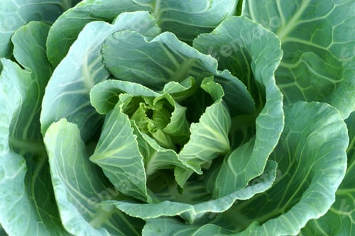 Preview: Macro Shot Of Cabbage