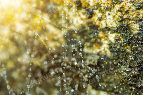 Preview: Close-Up Of Cobweb With Dew.