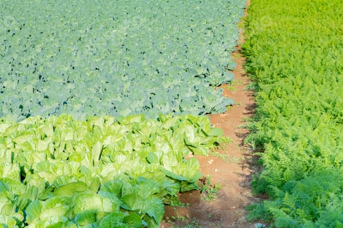 Preview: Cabbage, Chinese Cabbage, Carrot Field In Mishima City, Shizuoka Prefecture