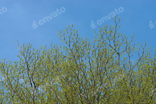 Preview: Terminalia Ivorensis Tree Branch In The Spring Season. Un-Focus Image