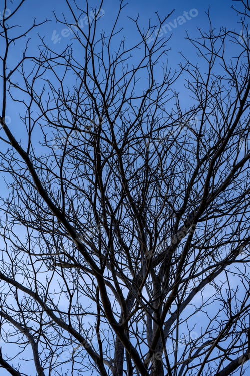 Preview: Close Up Branch Of Death Tree With Blue Sky Background