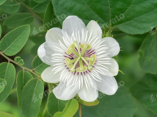 Preview: Close Up Of Fetid Passionflower Or Scarletfruit Passionflower. (Passiflora Foetida)