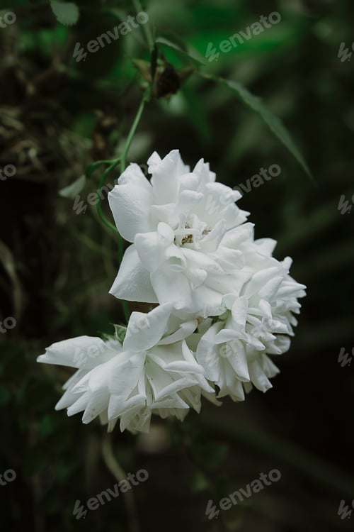 Preview: Close Up Bouquet Of White Rose Flower With Dark Background.