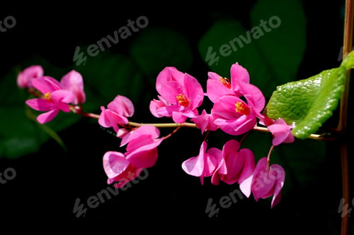 Preview: Confederate Vine (Antigonon Leptopus Hook.)