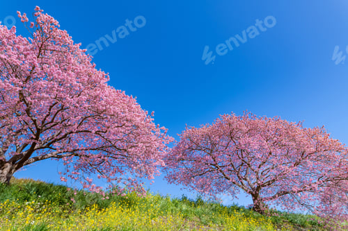 Preview: Kawazu Cherry Blossoms In Minamiizu-Cho, Kamo-Gun, Shizuoka Prefecture