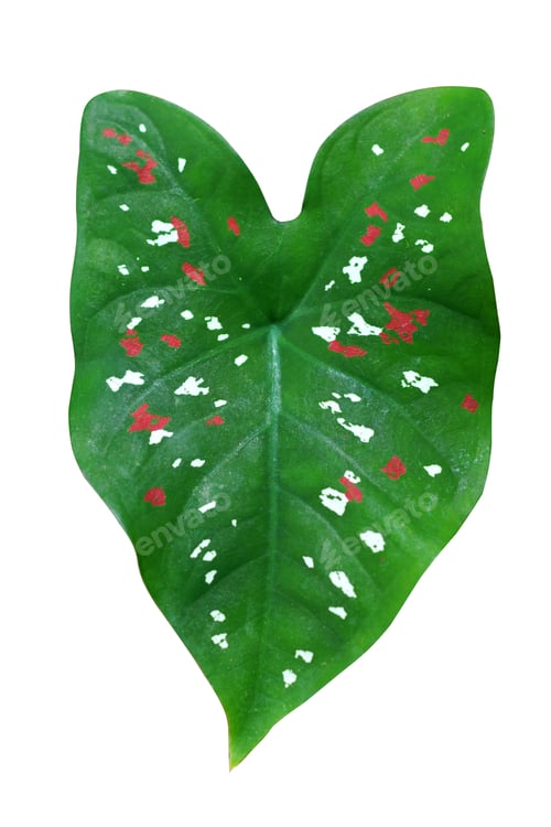 Preview: Green Leaves Of Caladium Becolor Red And White Polka Dots.