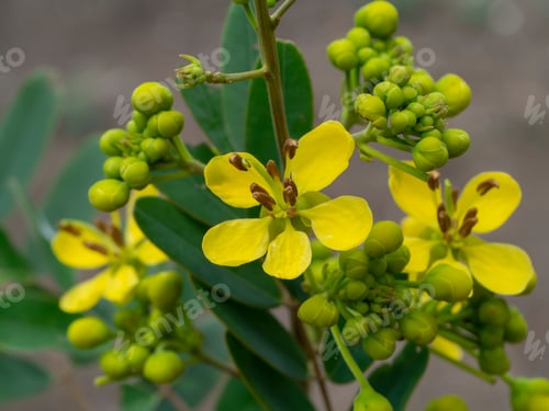 Preview: Close Up Flower Of Cassod Tree Or Senna Siamea.