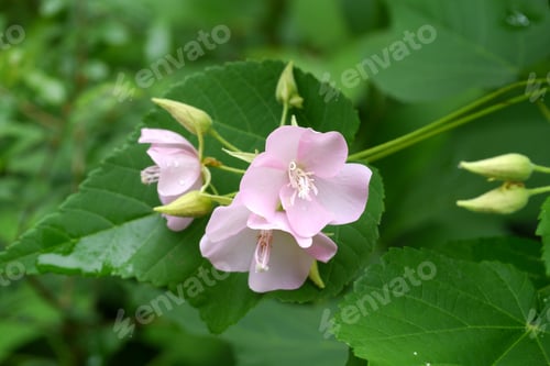 Preview: Pink Dombeya Flower. (Dombeya Elegans)