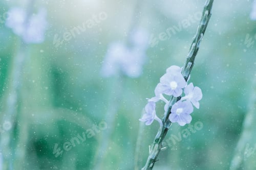 Preview: Lonely Purple Flower In The Garden With Soft Light And Water Spray.