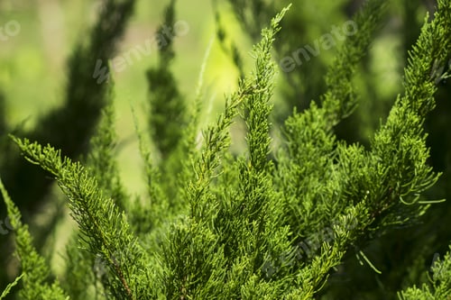 Preview: Green Prickly Branches Of A Fur-Tree Or Pine