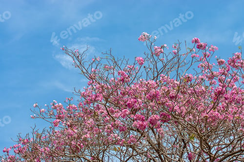 Preview: Pink Trumpet Flower With Blue Sky And Soft Cloud. (Tabebuia Rosea Tree)