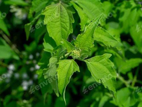 Preview: Close Up Bitter Bush Or Siam Weed Leaf. (Chromolaena Odorata)