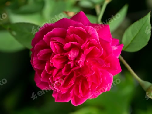 Preview: Dark Pink Of Damask Rose Flower. (Rosa Damascena)