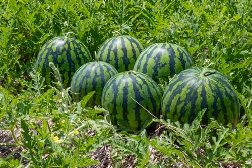 Campo de melancia de verão