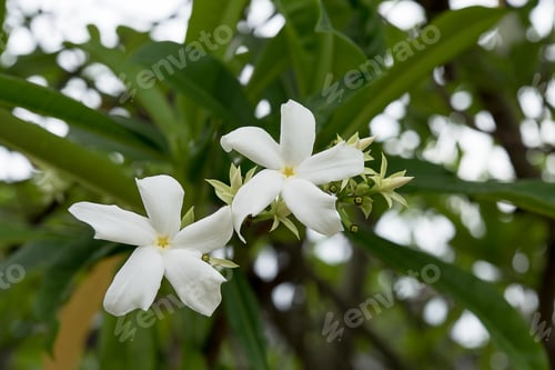 Preview: White Flower Of Suicide Tree (Cerbera Odollam)