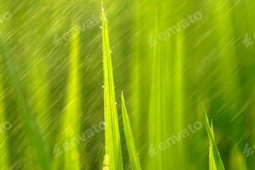 Preview: Rice Plant In Rice Field With Rain Drop