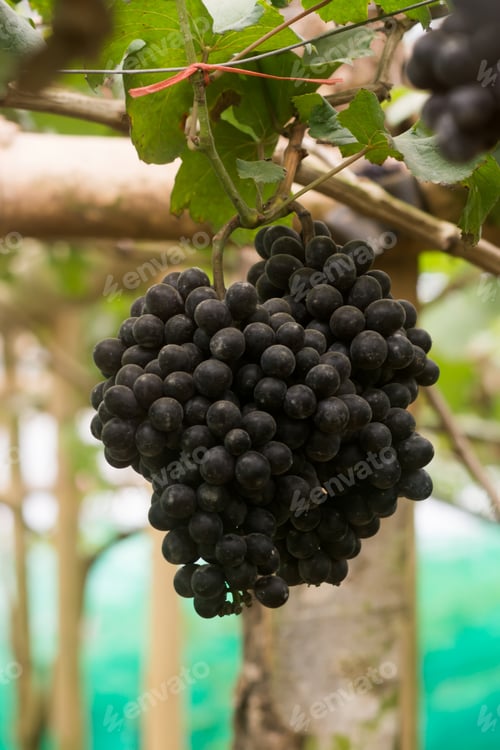 Preview: Bunch Of Black Grapes.