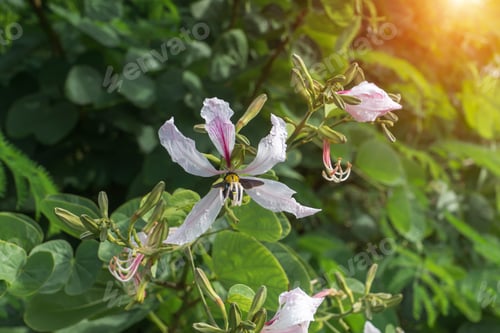 Preview: Closed Up White Flower Of Bauhinia Purpurea Or Butterfly Tree With Green Leaves.