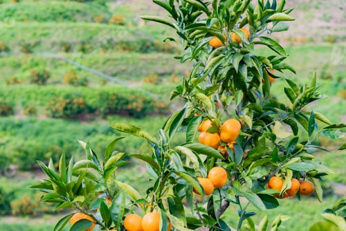 Preview: Mandarin Orange Plantation