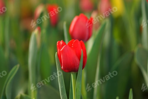 Preview: Tulips Are Blooming In The Garden.