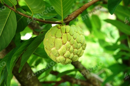 Preview: Custard Apple Fruit On Tree. (Annona Squamosa)