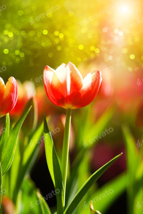 Preview: Tulips Are Blooming In The Garden.