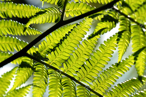 Preview: Ferns In Rain Forest