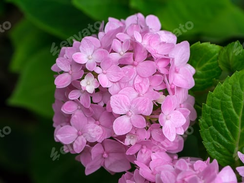 Preview: Close Up Hydrengea Flower.