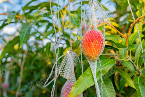 Preview: Mango Field In Vinyl House