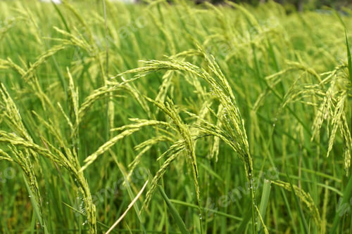 Preview: Rice Plant In Rice Field