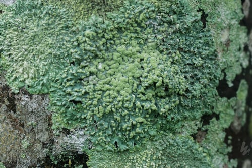 Preview: Lichens Are Symbiotic Fungi. They Are Able To Grow On The Tree.