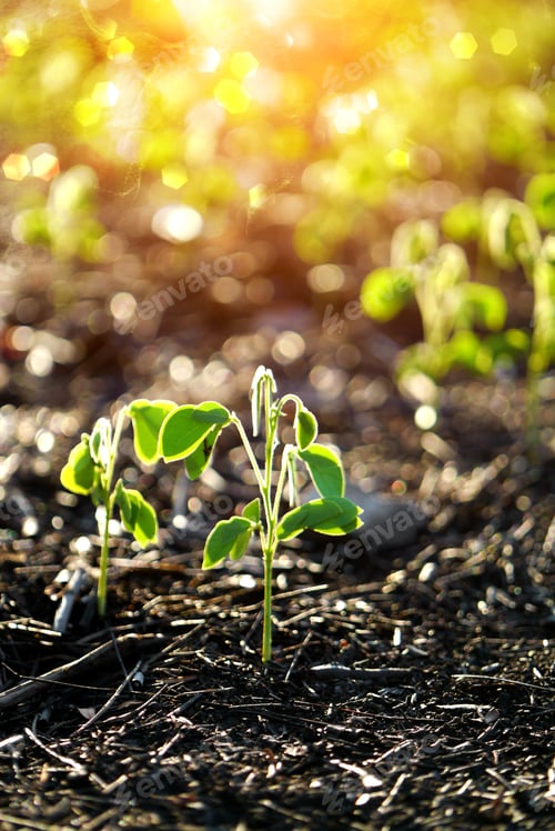 Preview: Green Sprout Growing From Seed. (Samanea Saman (Jacq.))