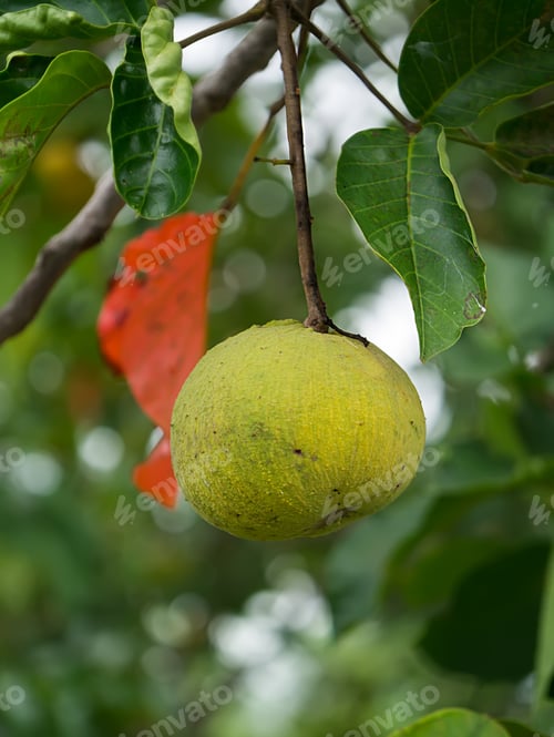 Preview: Santol Fruit Or Sandoricum Koetjape Tree.
