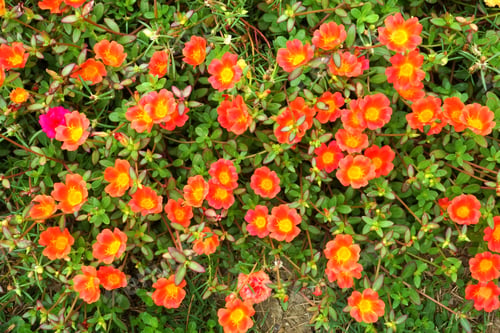 Preview: Portulaca Flowers At The Garden In Morning