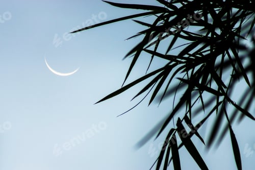 Preview: Silhouette Bamboo Leaves With Crescent Moon On Sky Background.