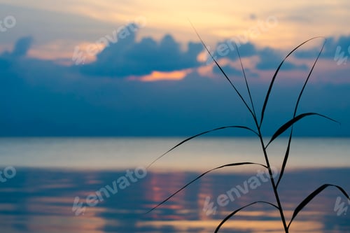 Preview: Silhouette Grass Leaves With Sunset Sky At The Lake.
